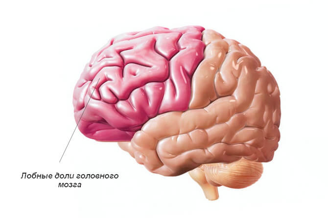 Характеристика синдрома несформированности лобных отделов мозга